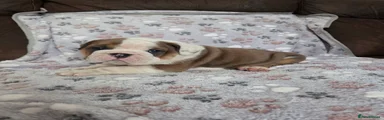 English Bulldog Puppy 3