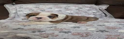 English Bulldog dogs for sale: English bulldog puppies 🐶  - Advert 7