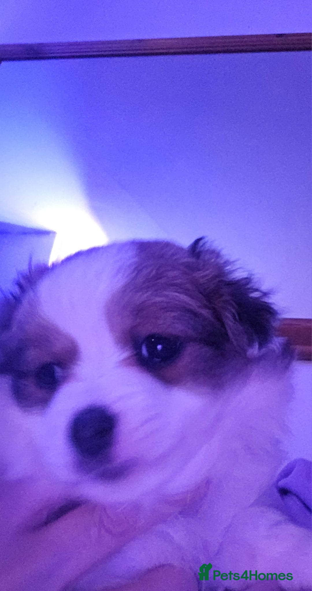 Mixed Breed dogs for sale: Lovely litter of fluffy pups  - Advert 9