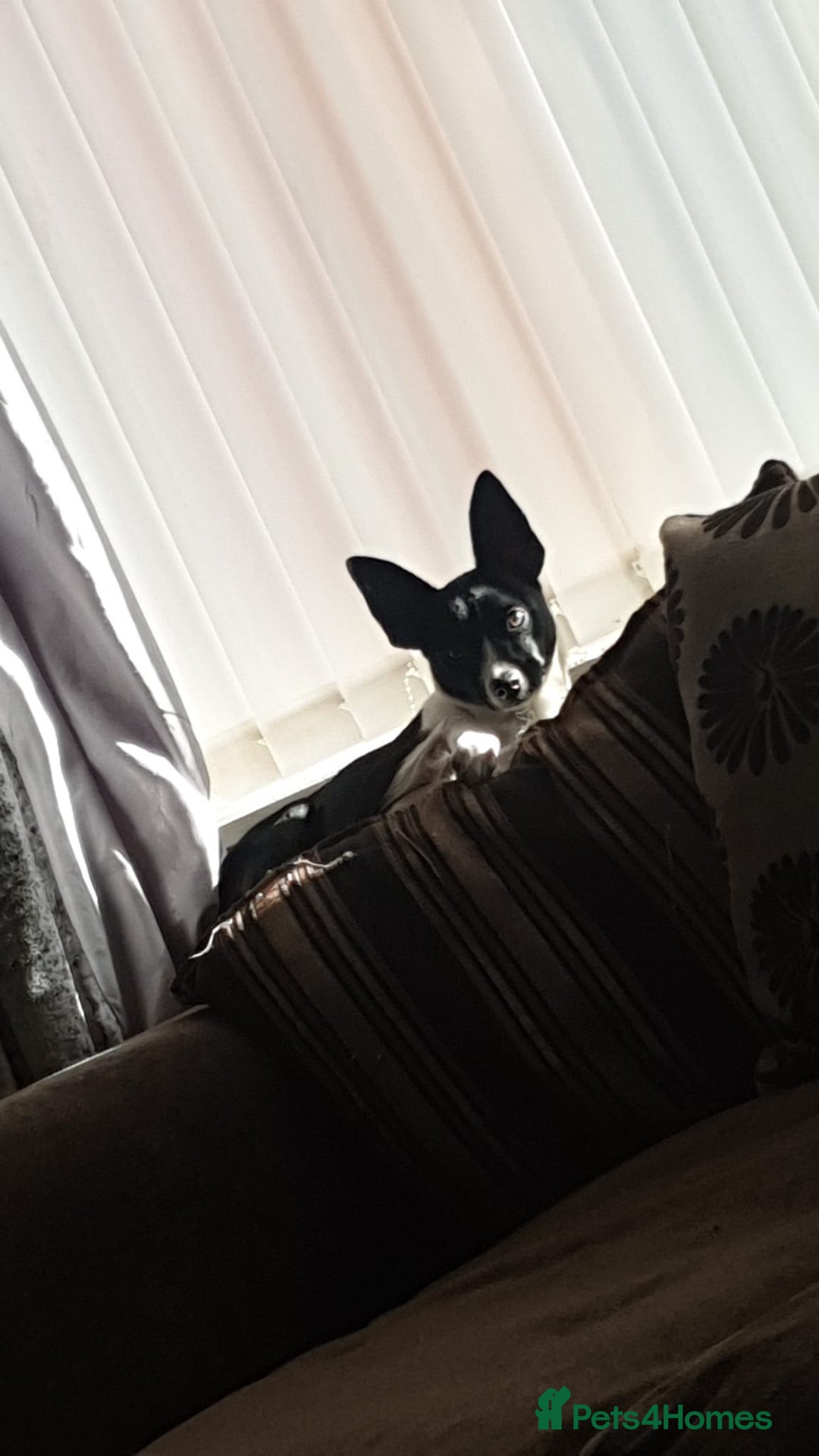 Patterjack dogs for sale: Patterjack for rehoming - Image 9