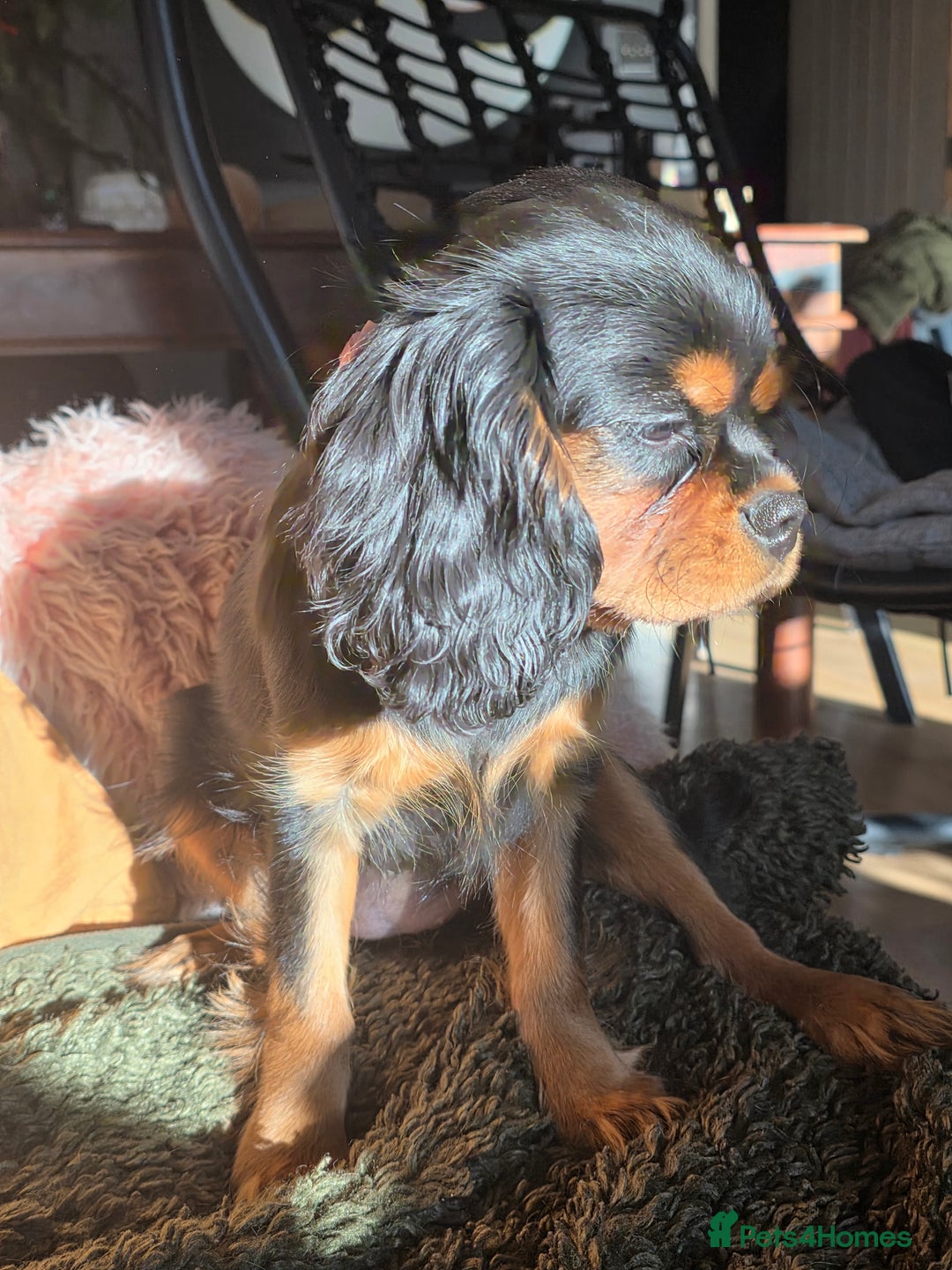 Cavalier King Charles Spaniel dogs for sale: KC reg cavalier king charles puppy - Advert 9