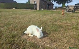 New Zealand rabbits for sale: 🐰 New Zealand White Rabbits – Friendly, Healthy🐰 - Image 23