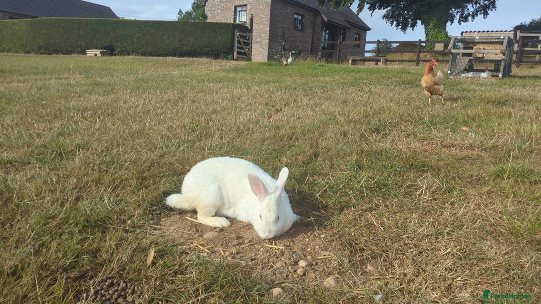 New Zealand rabbits for sale: 🐰 New Zealand White Rabbits – Friendly, Healthy🐰 - Image 23