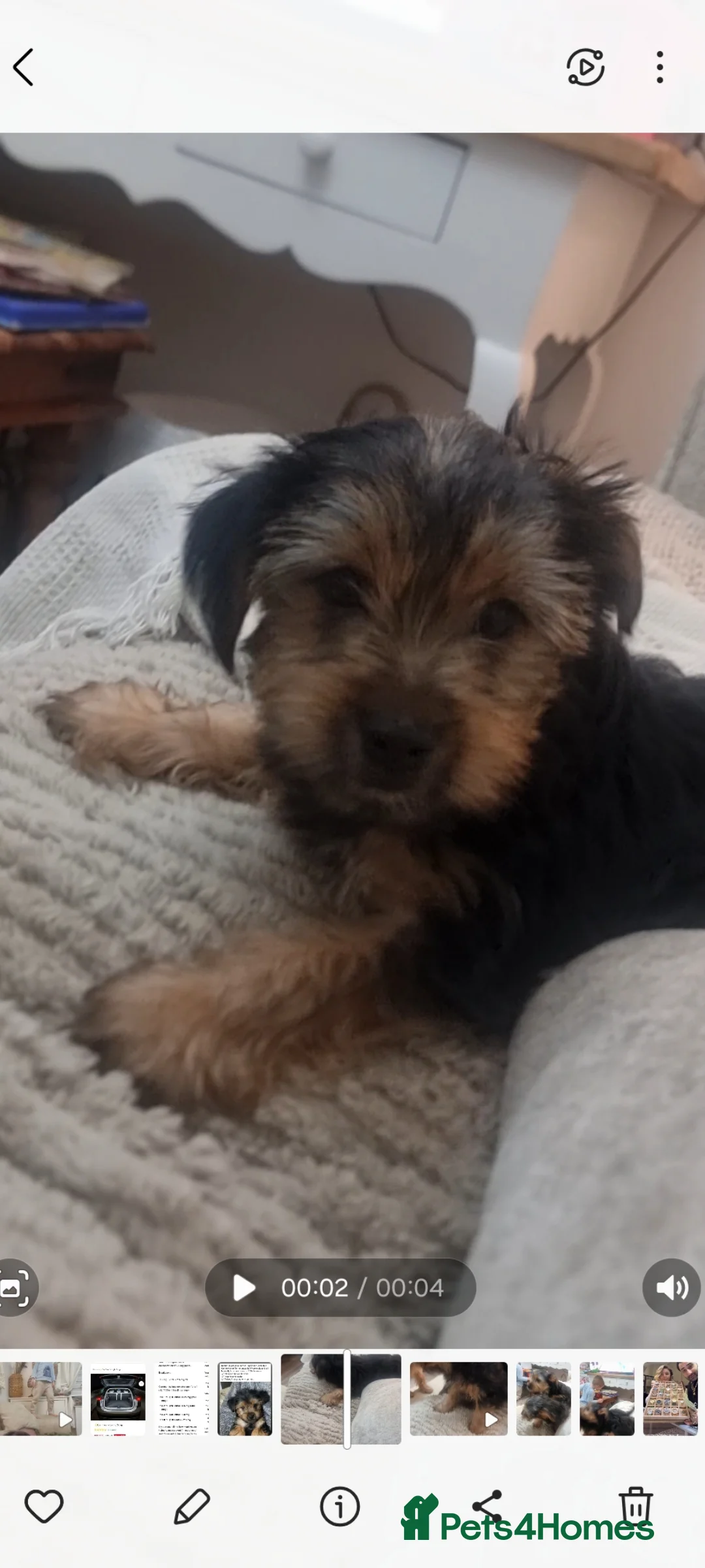 Yorkshire Terrier dogs for sale: Yorkshire terrier boy for sale  - Advert 2