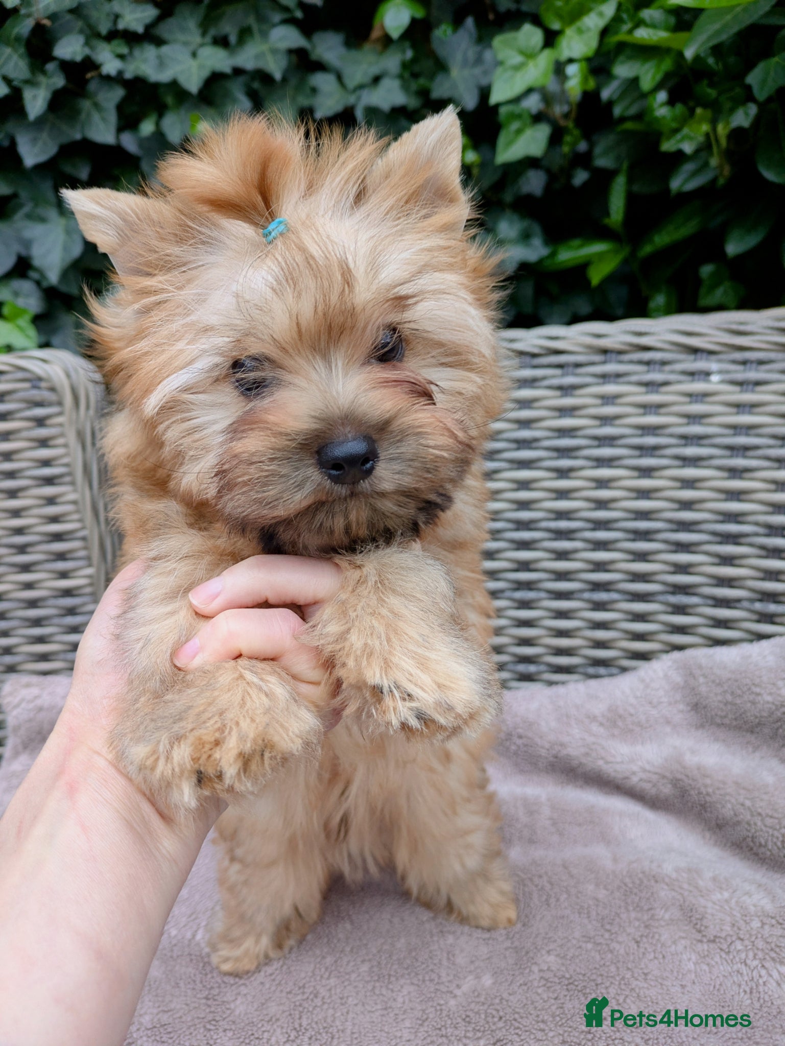 Yorkshire Terrier dogs Beautiful Yorkshire terrier pups🩵🩷 - Advert 16
