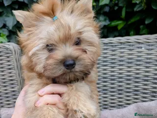 Yorkshire Terrier dogs Beautiful Yorkshire terrier pups🩵🩷 - Advert 16
