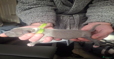 Staffordshire Bull Terrier dogs - Advert 12