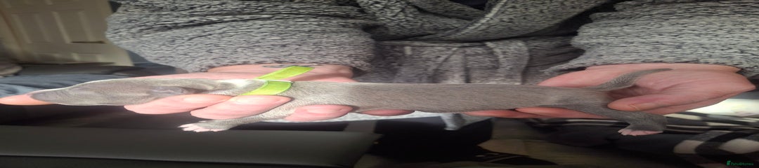 Staffordshire Bull Terrier Puppy 1