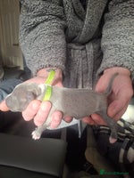 Staffordshire Bull Terrier dogs - Advert 3