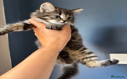 Mixed Breed cats for sale: 2 beautiful kittens  in Clevedon - Image 3