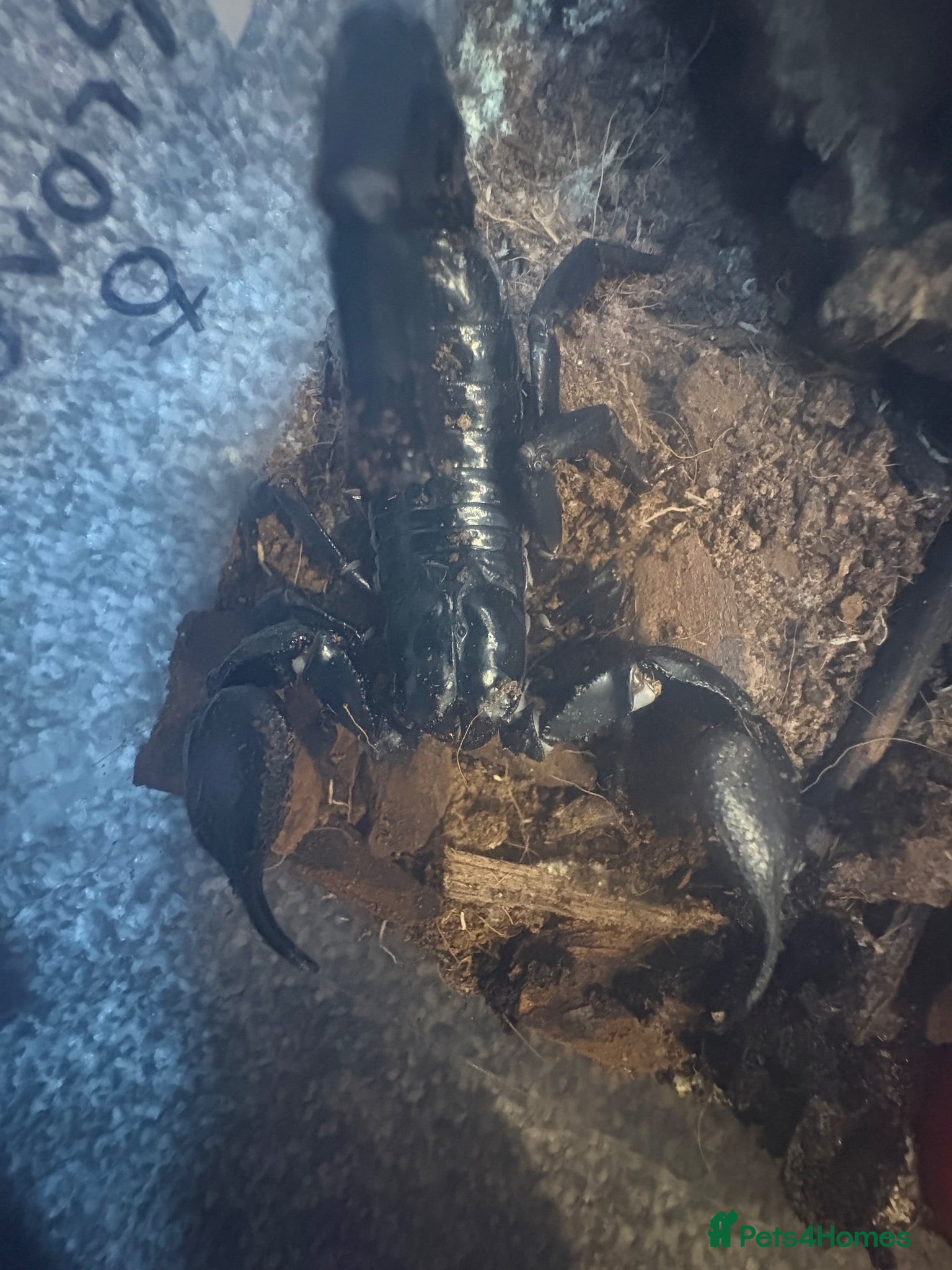 Scorpions invertebrates Asian forest scorpion - Advert 3