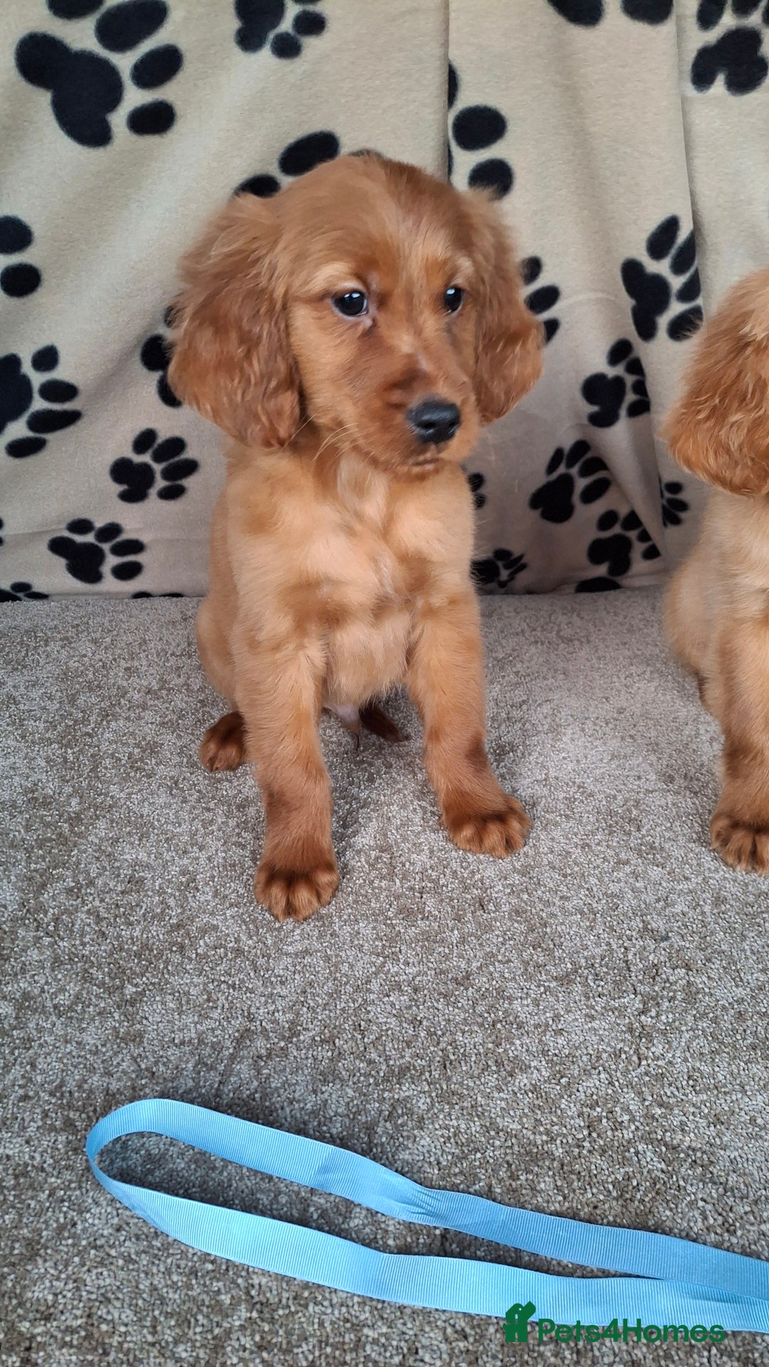 Mixed Breed dogs for sale: Beautiful golden irish puppies. - Advert 8
