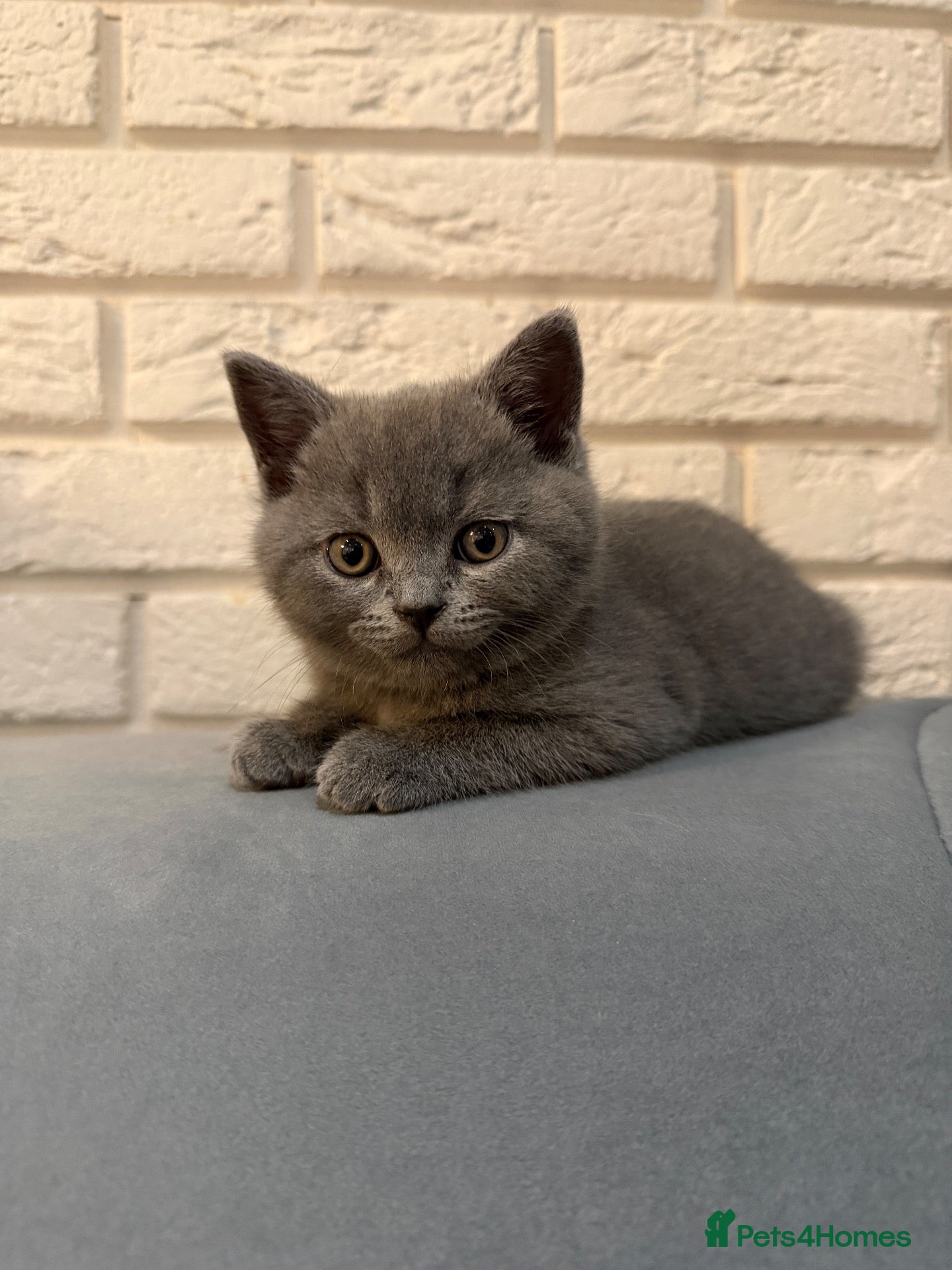 British Shorthair cats for sale: Beautiful Blue British shorthair kittens  - Advert 19