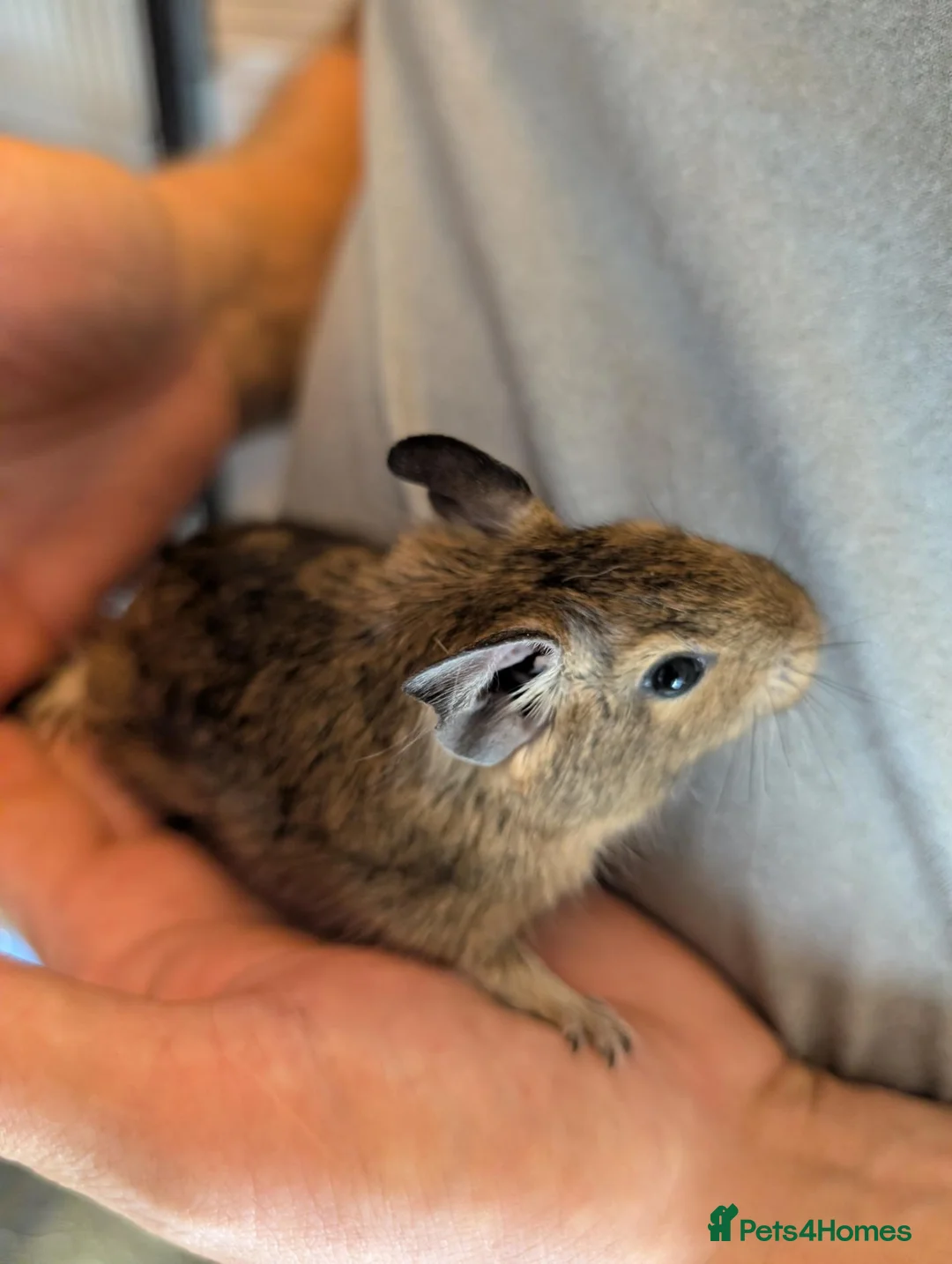 Degus rodents for sale: 6 male Degus ready for their forever homes - Advert 2