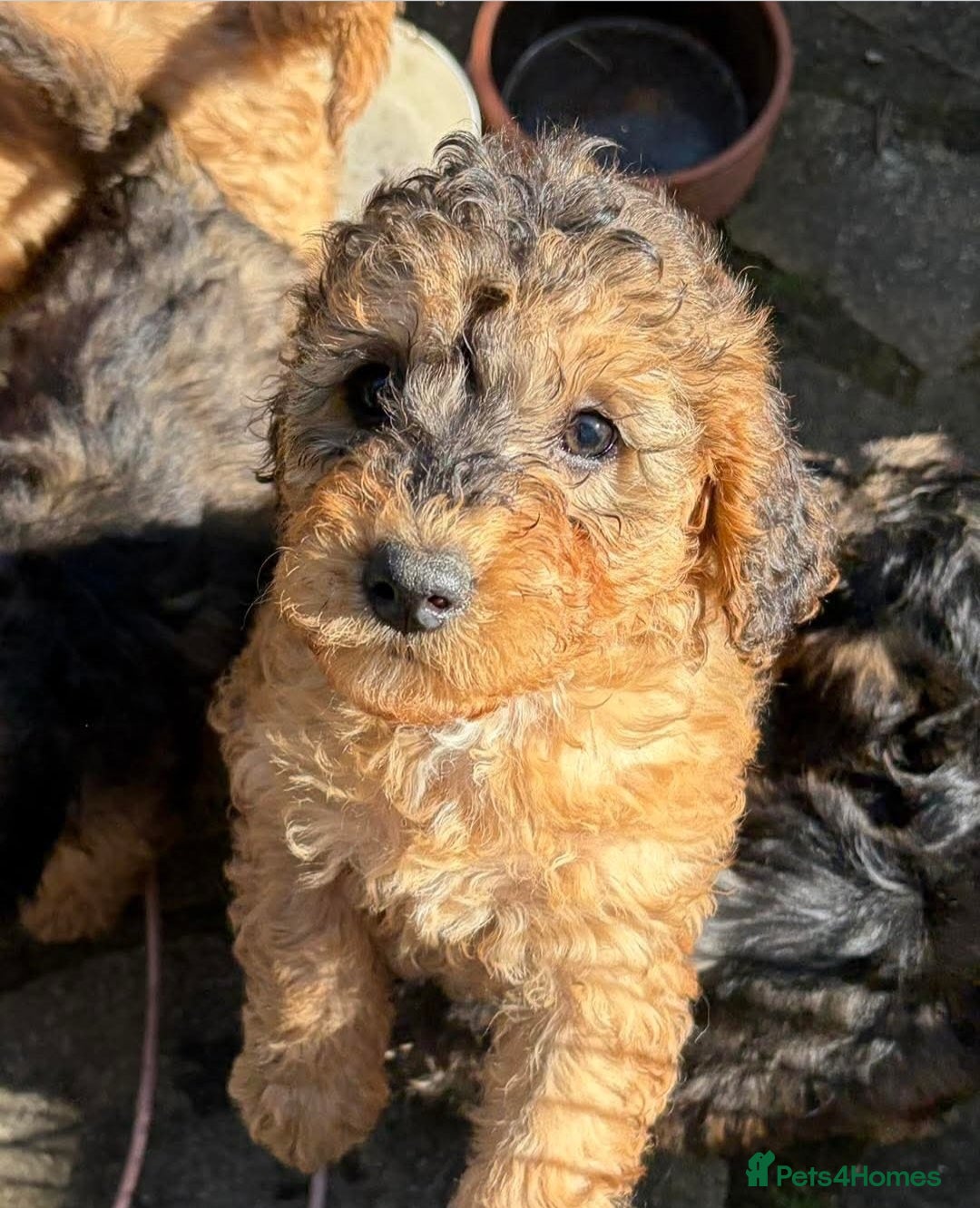 Cavapoo dogs Gorgeous Cavapoo Puppies. Ready To Go Now - Advert 1