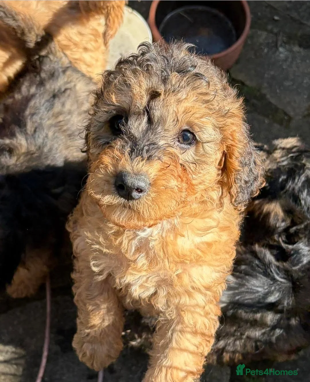 Cavapoo dogs for sale: Gorgeous Cavapoo Puppies. Ready To Go Now in Bristol - Advert 1