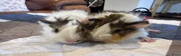 Guinea Pig rodents for sale: Baby boy guinea pigs long haired 8 weeks old  - Advert 2