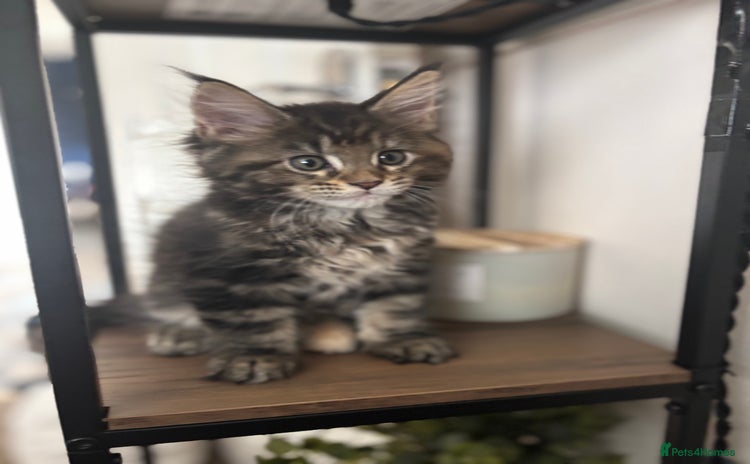 Maine Coon cats - Advert 9