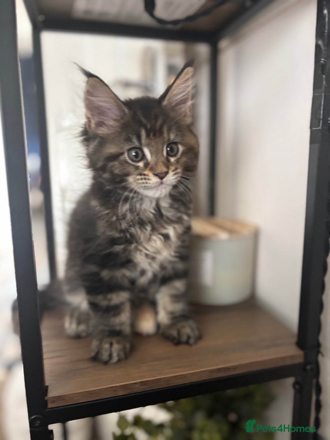 Maine Coon cats for sale: Maine coons - Image 1