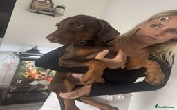 Dobermann dogs for sale: READY TO LEAVE NOW 12 stunning Doberman puppies - Image 25