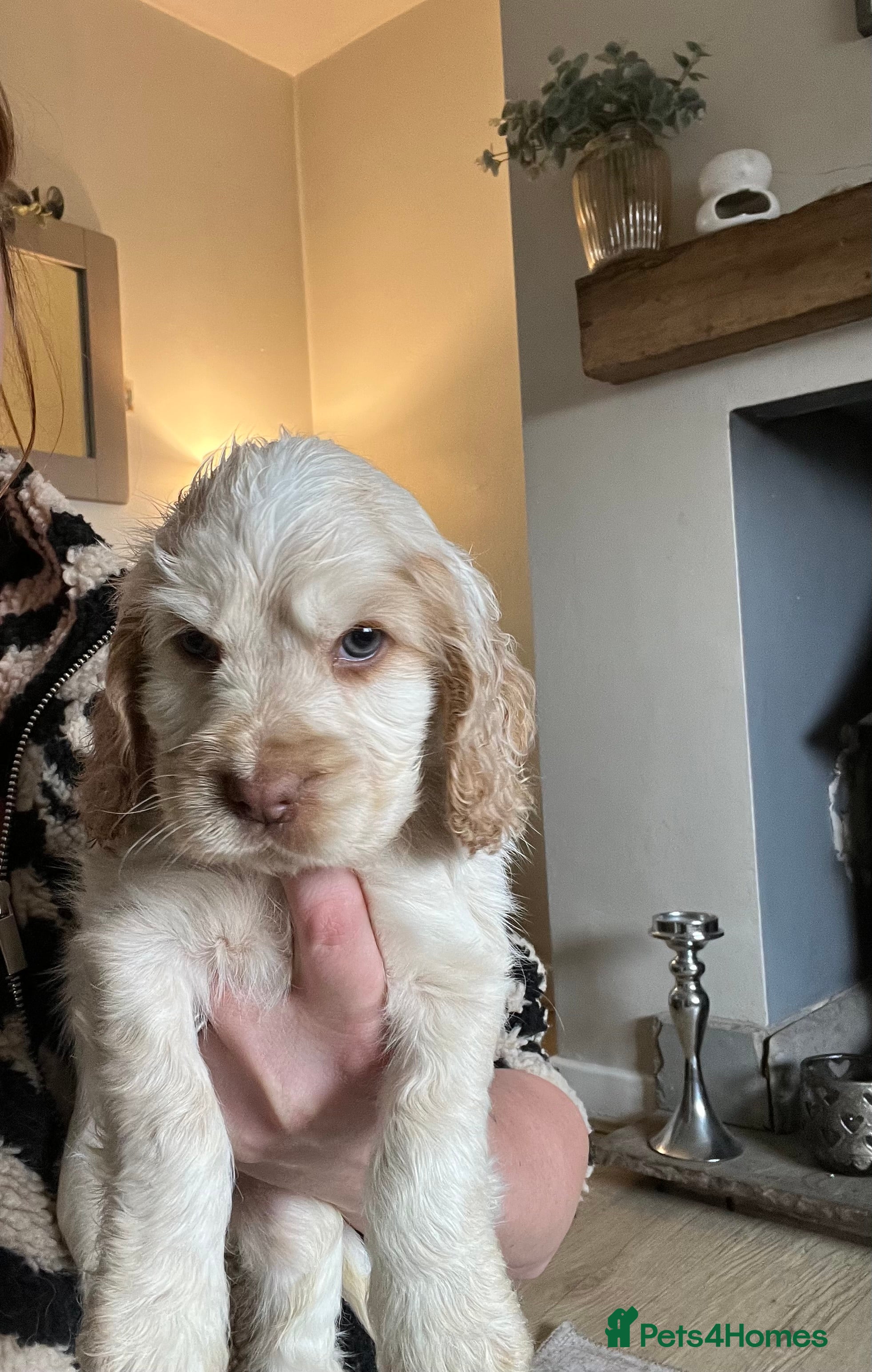 Cocker Spaniel dogs Exceptionally well bred Kc show cocker spaniels - Advert 1