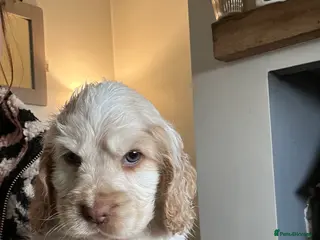 Cocker Spaniel dogs Exceptionally well bred Kc show cocker spaniels - Advert 1