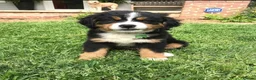 Bernese Mountain Dog dogs for sale: Gentle Friendly Bernese Mountain Dog For Good Home in Grimsby - Advert 4