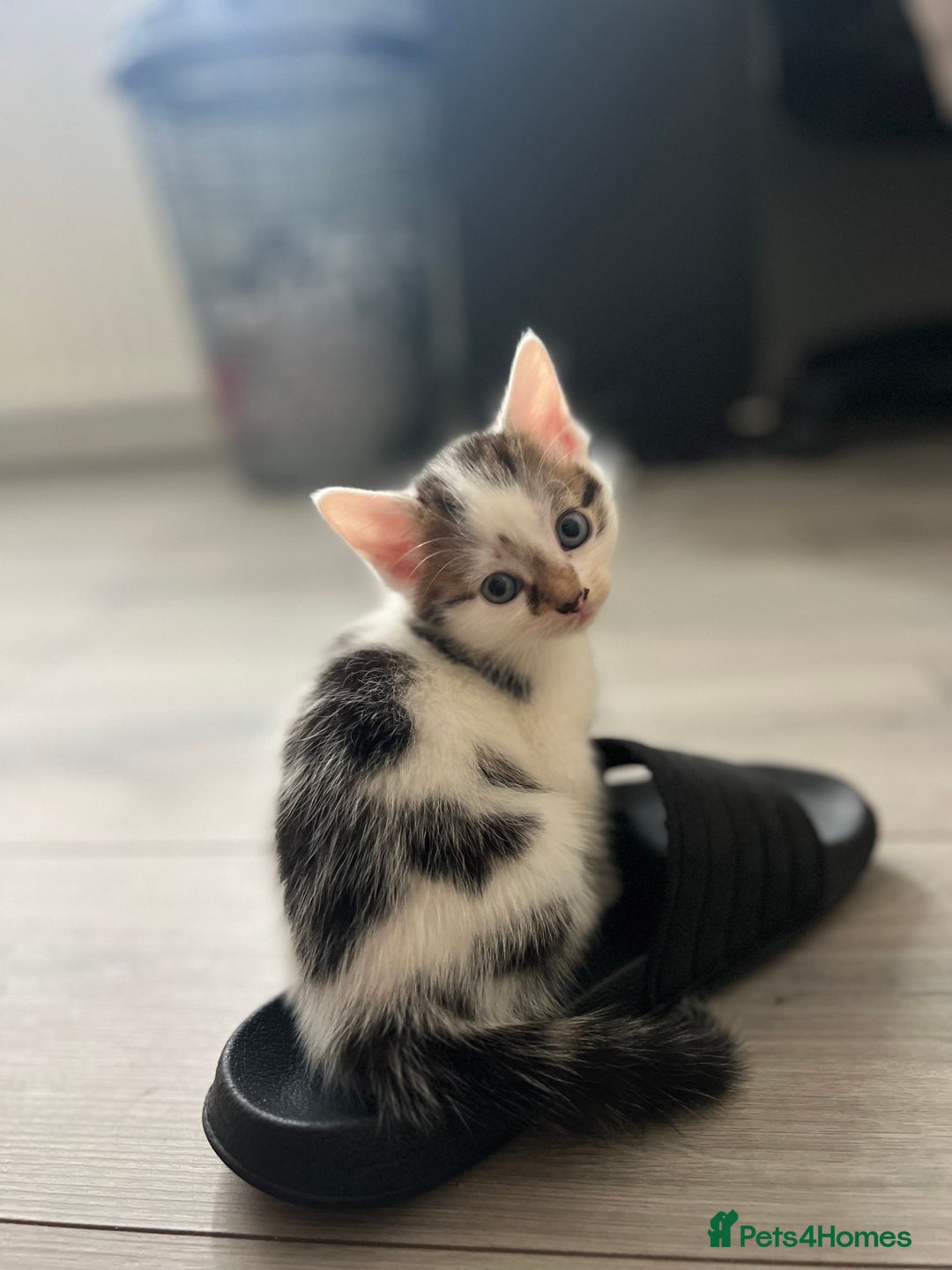 Domestic Shorthair cats for sale: 6 beautiful kittens for sale  - Image 4