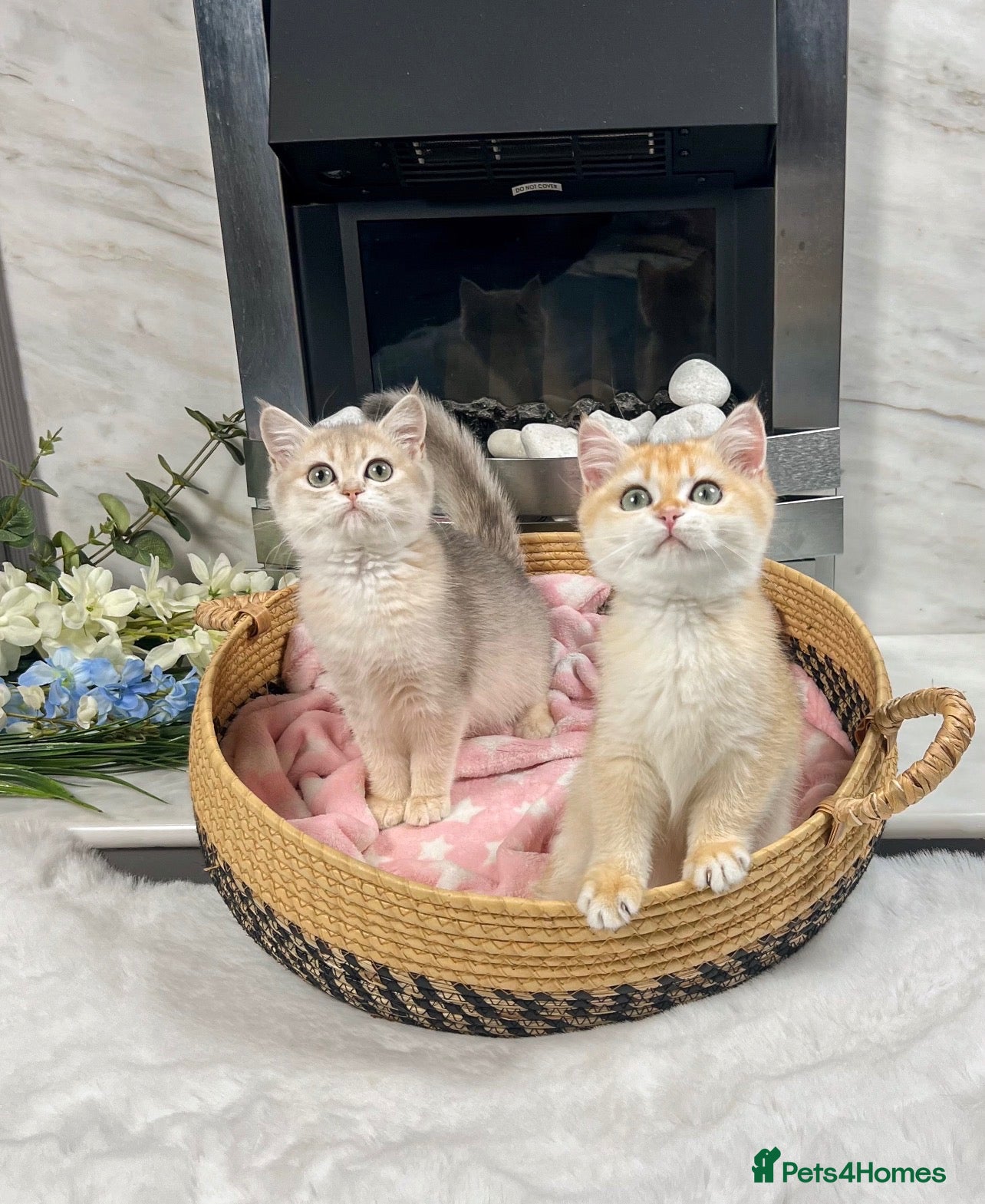 British Shorthair cats Beautiful Golden British Shorthair Kittens   - Advert 1