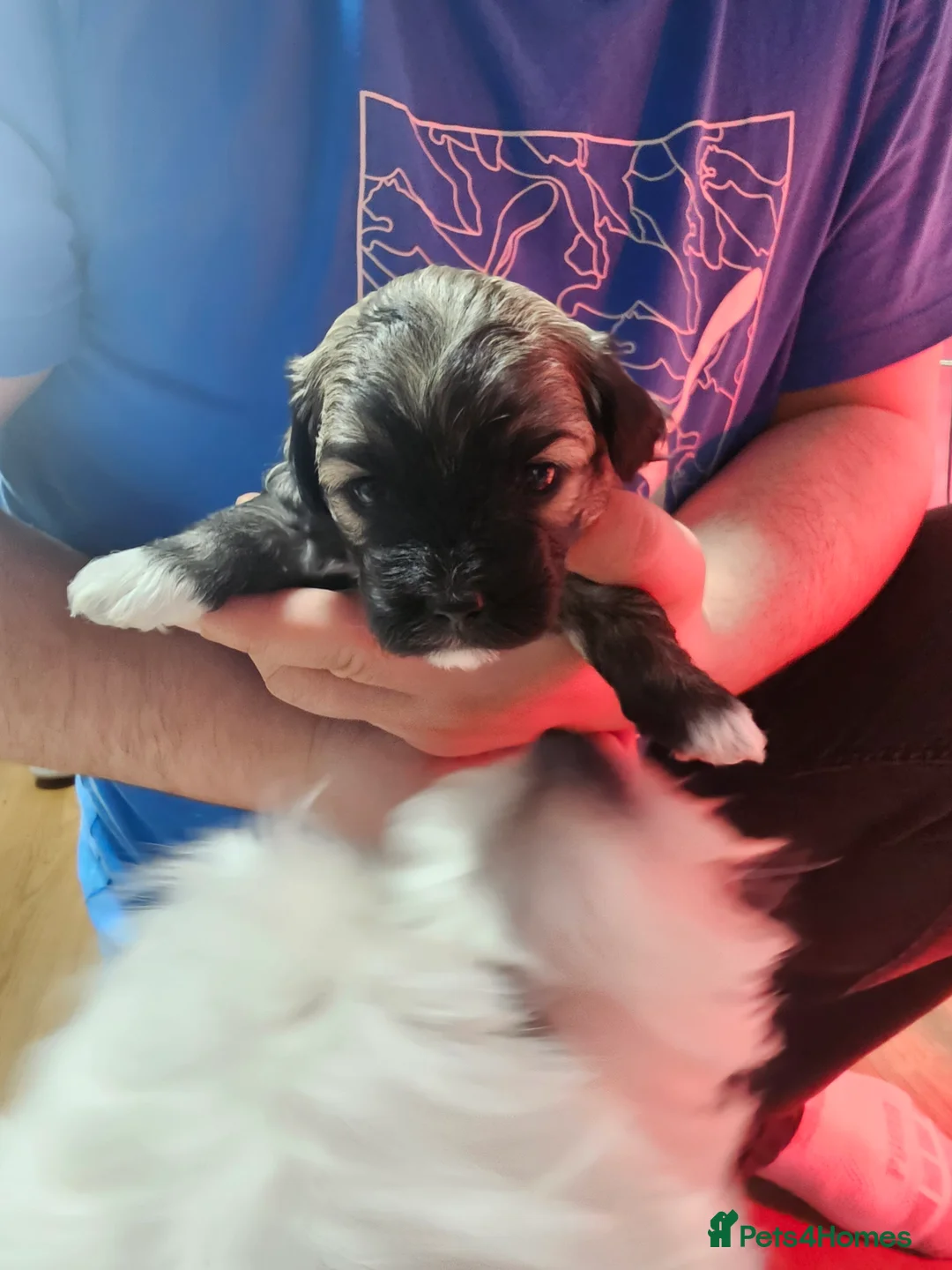 Bichon Frise dogs for sale: Bichon puppies in Luton - Advert 16