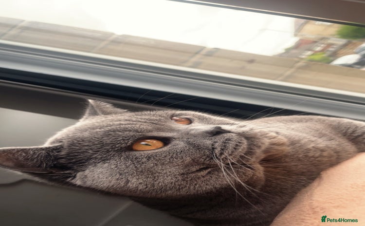 British Shorthair cats - Advert 14