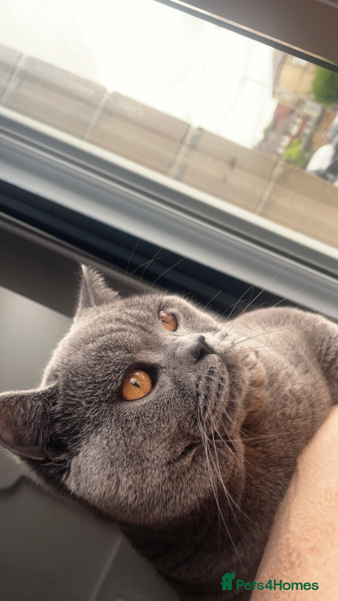 British Shorthair cats for sale: Grey Teddy plush British short hair  - Image 1