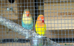 Lovebirds birds for sale: Pair of lovebirds  - Image 1