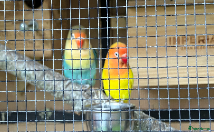Lovebirds birds - Advert 2