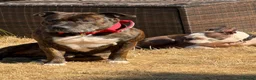 Staffordshire Bull Terrier dogs for stud: Staffy for stud  in Rotherham - Advert 2