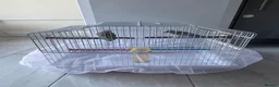 Parrots birds for sale: Parrotlet  in Hayes - Advert 16