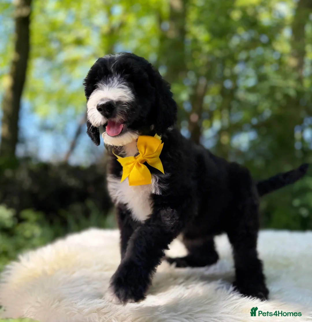 Sheepadoodle dogs for sale: F1 Sheepadoodle Puppies | 5* Licensed Breeder - Advert 2