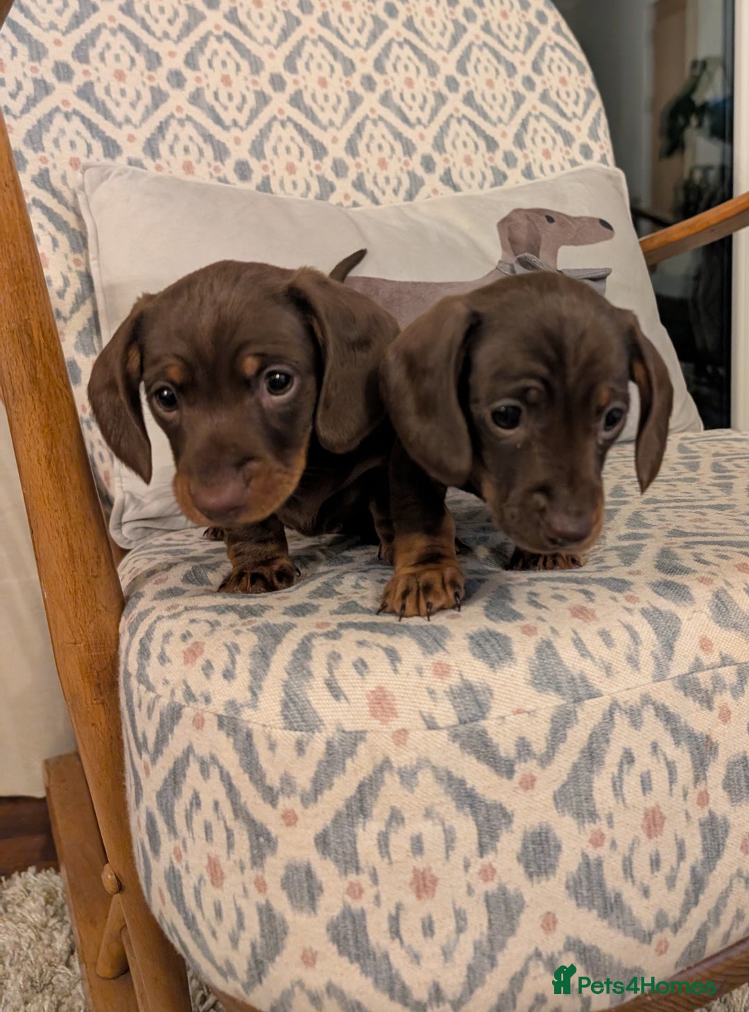 Miniature Dachshund dogs for sale: Miniature daschund puppies  - Image 4