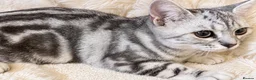 British Shorthair cats for sale: Stunning Silver BSH Kittens GCCF Champion Lines - Advert 8