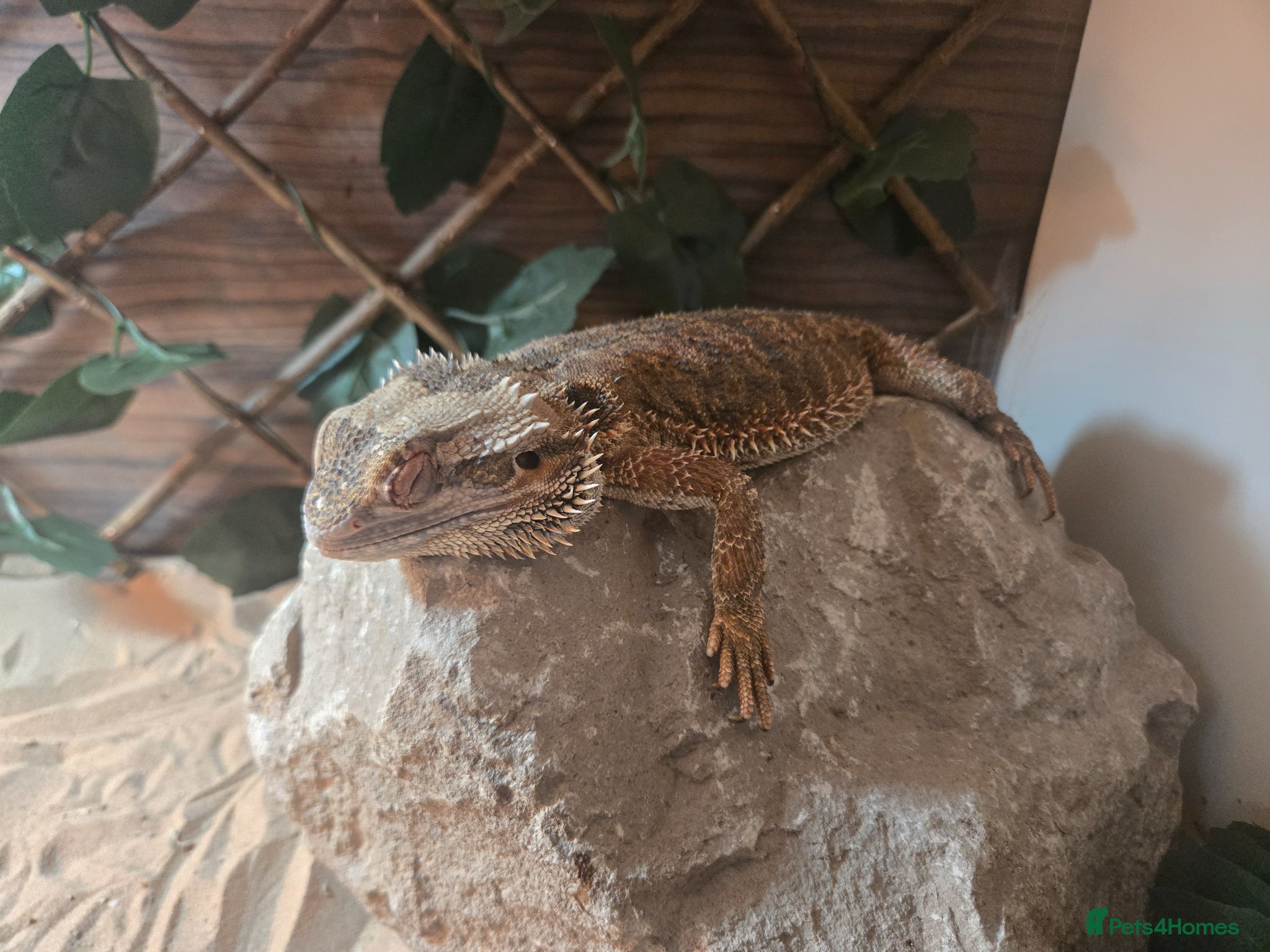 Bearded Dragon reptiles Bearded dragon - Advert 1