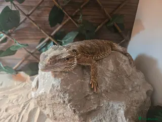 Bearded Dragon reptiles Bearded dragon - Advert 1