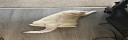 British Shorthair cats for sale: Chinchilla British short hair - Advert 6
