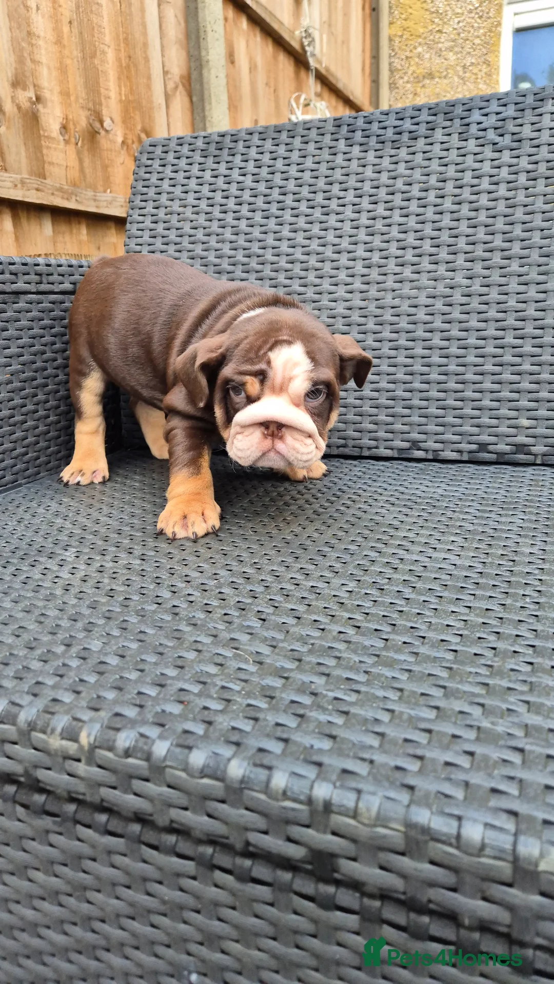 English Bulldog dogs for sale: Beautiful Chunky English Bulldog Pups - Advert 12