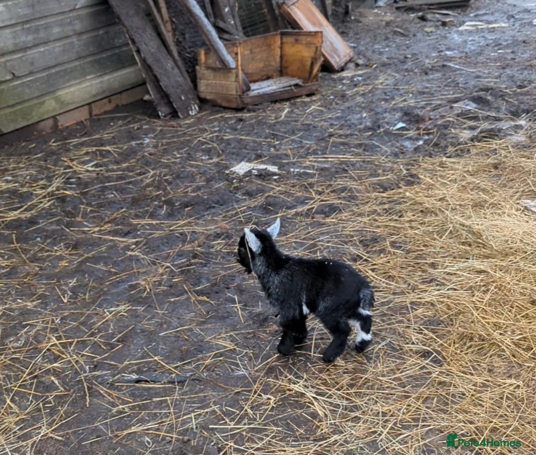 Goats livestock for sale: Nigerian Pygmy Goats for sale x 10 - Advert 5