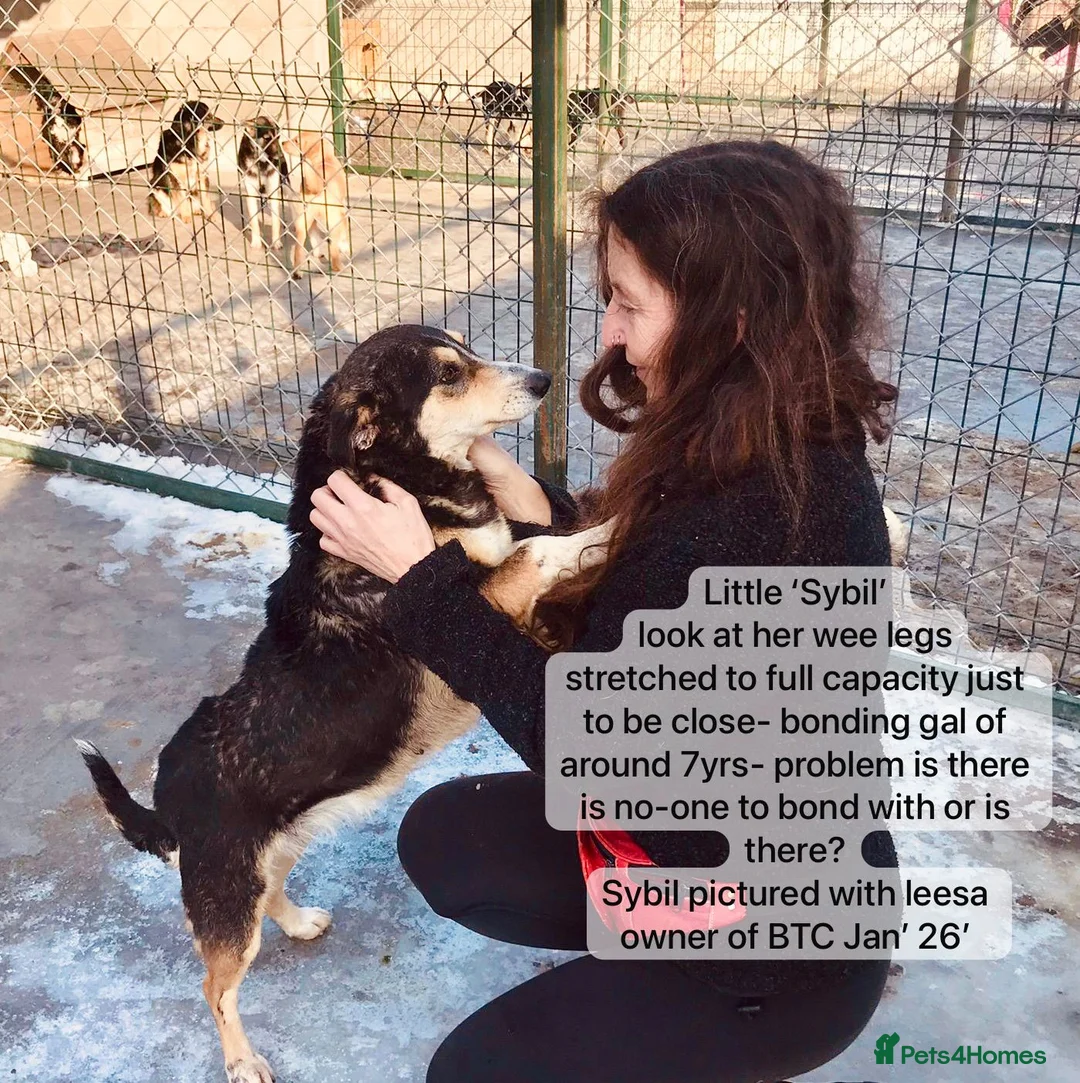 Mixed Breed dogs for adoption: Sybil, Approx 7 years. Reserved STC. - Advert 1