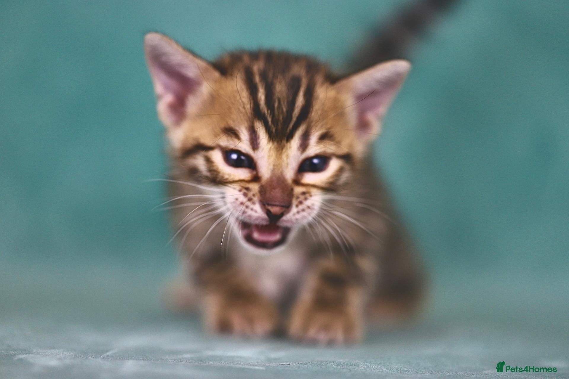 Bengal cats VIP Rare Clouded Bengal Kittens - Advert 7