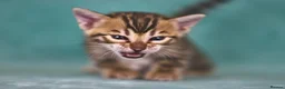 Bengal cats for sale: VIP Rare Clouded Bengal Kittens - Advert 1