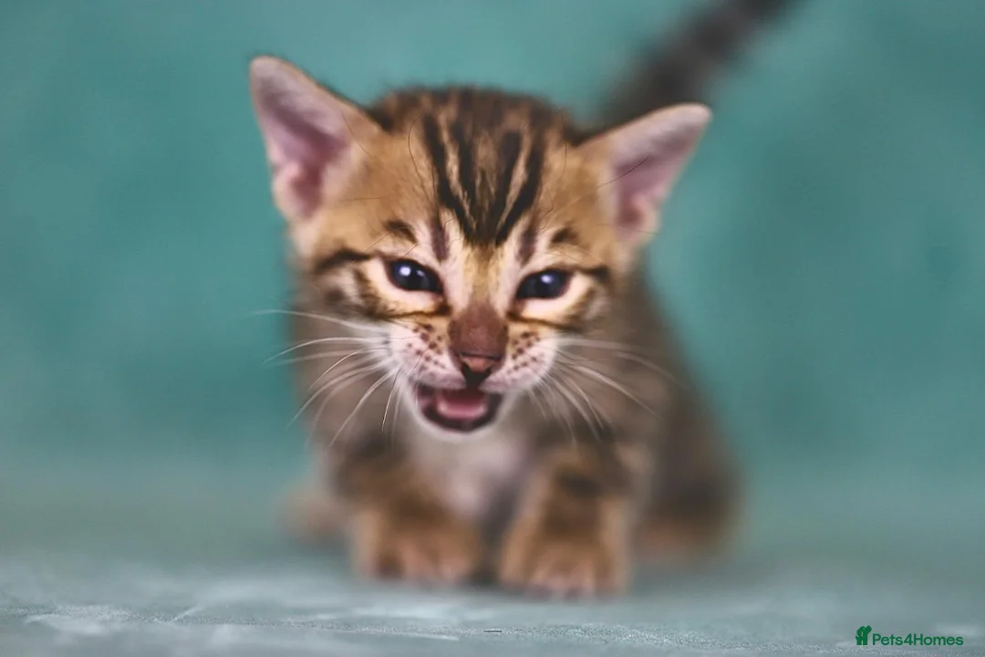 Bengal cats for sale: VIP Rare Clouded Bengal Kittens - Advert 1