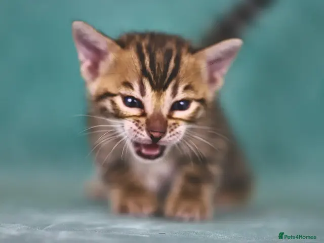 Bengal cats for sale: VIP Rare Clouded Bengal Kittens - Advert 22