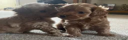 Maltipoo dogs for sale: 3 Stunning male  multipoo puppies in Chatteris - Advert 18